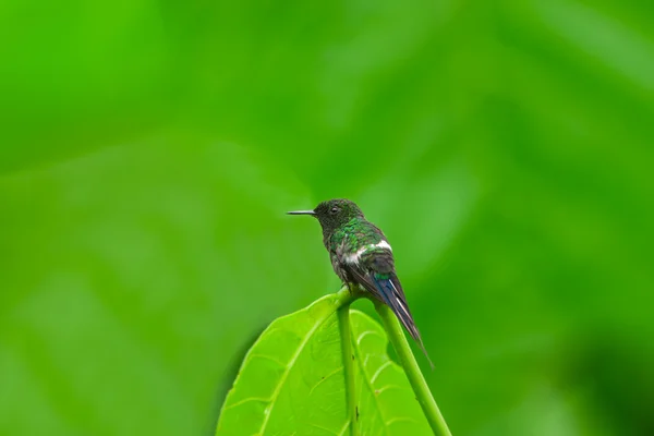 Thorntail 的绿色蜂鸟男性 — 图库照片