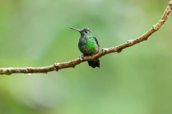 Green-krönade lysande Hummingbird, hane — Stockfoto