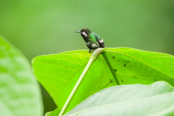 Yeşil Thorntail sinekkuşu, erkek — Stok fotoğraf