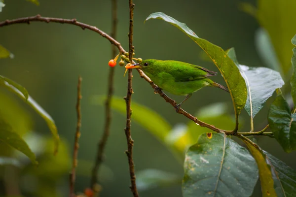 Yeşil Honeycreeper, erkek — Stok fotoğraf