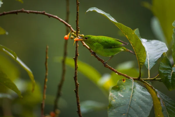 Grön Honeycreeper, Kvinna — Stockfoto