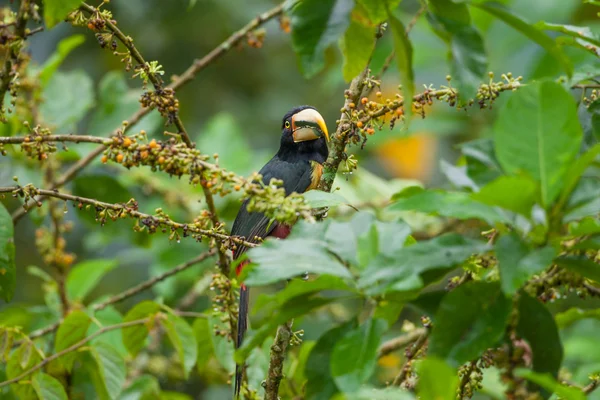 Pale-Mandibled Aracari Toucan — Stockfoto