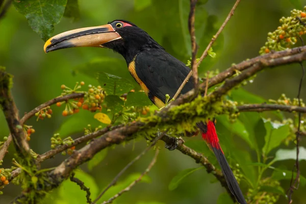 Soluk Mandibled Aracari Toucan — Stok fotoğraf