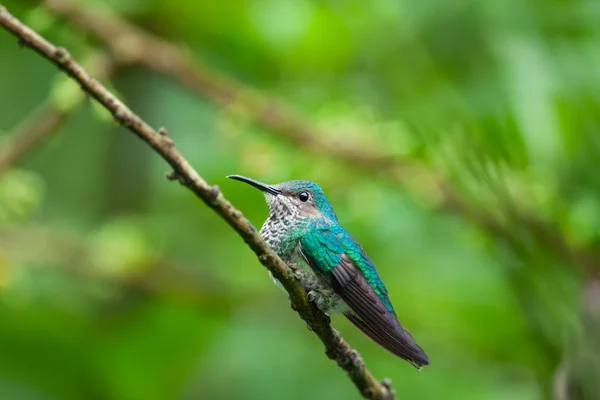 Vit hals jakobinska Hummingbird, Kvinna — Stockfoto