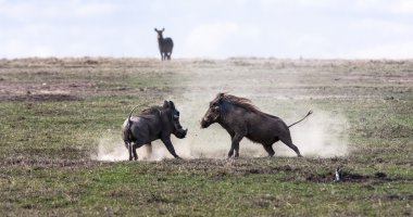 Warthogs. The battle in the field. SweetWaters, Kenya clipart
