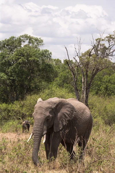 Savanadaki fil. Masai Mara vahşi çalı, Kenya — Stok fotoğraf