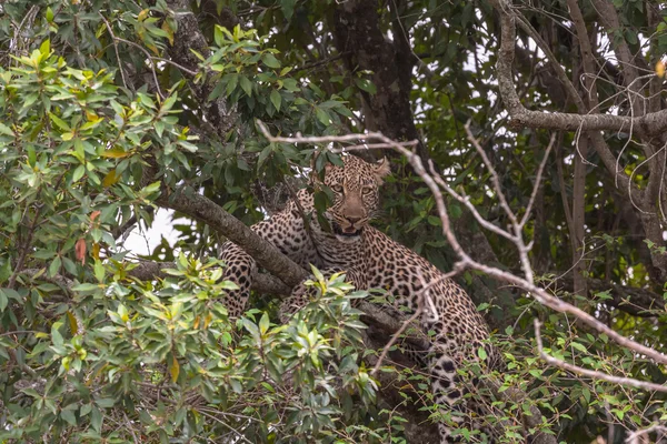 La preda leopardo in attesa. Sull'albero. Masai Mara, Kenya — Foto Stock