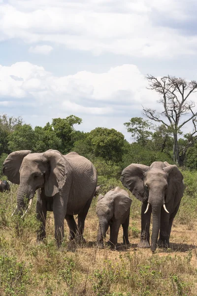 Familia de elefantes. Kenia, África — Foto de Stock