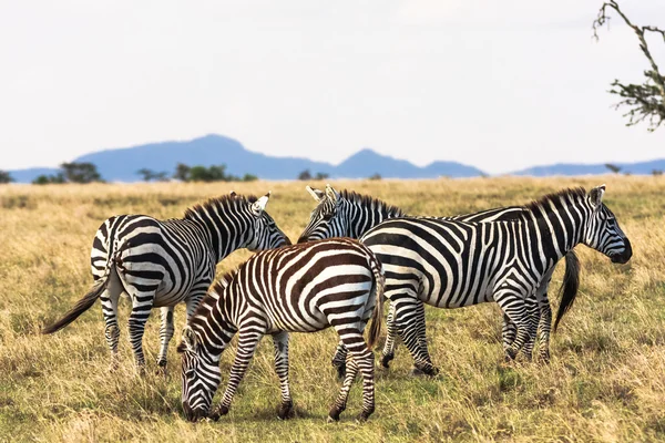 Zebras in der Savanne. Zebras kommunizieren. masai mara, kenia — Stockfoto