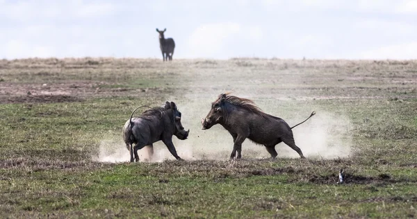 Warthogs. The battle in the field. SweetWaters, Kenya