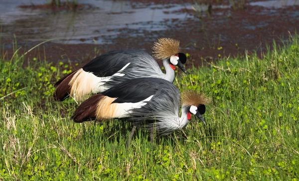 Krönt kran. Två fåglar. Samburu, Kenya — Stockfoto