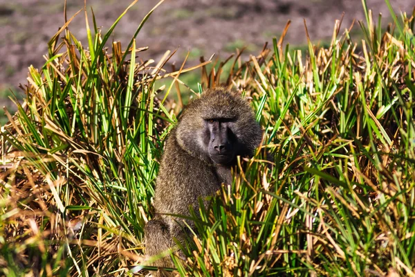 Babian i savannahen. Samburu, Kenya — Stockfoto