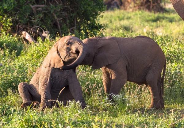 Genç filler oynamak. Amboseli, Kenya