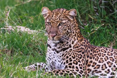 Genç leopar dinleniyor. Nakuru, Kenya