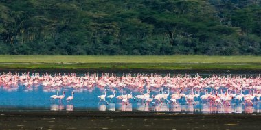 Flamingolar ile manzara. Nakuru, Kenya
