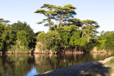 Nehir Manzarası. Grumeti Nehri. Serengeti, Tanzanya