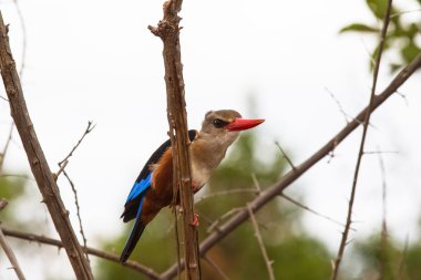 Renkli kuş - kingfisher kuş. Kenya, Afrika