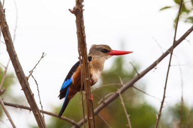 Parlak renkli kuş. Kingfisher. Kenya, Afrika