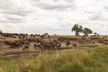 Wildebeest and zebras at Watering. Masai Mara, Kenya
