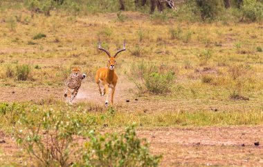 Fotoğraf serisi: çita av büyük Impala için. Yüksek hızlı bölüm. Masai Mara, Kenya