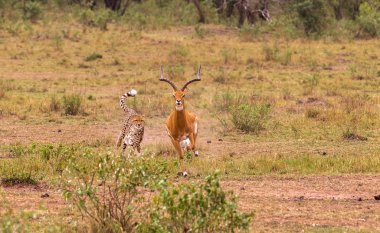 Fotoğraf serisi: çita av büyük Impala için. Oyun sonu bölüm. Masai Mara, Kenya