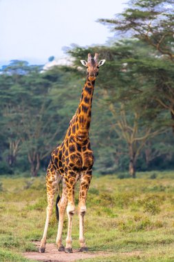 Zürafa. Stüdyo. Masai Mara, Afrika