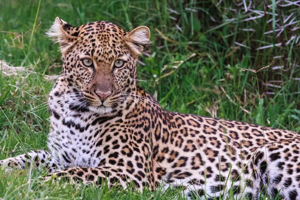 Restul de leopard. Pe ierburi verzi. Nakuru, Kenya — Fotografie, imagine de stoc