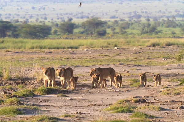 Lions ailesi. Savannah hayvanlarla birlikte. Amboseli, Kenya — Stok fotoğraf