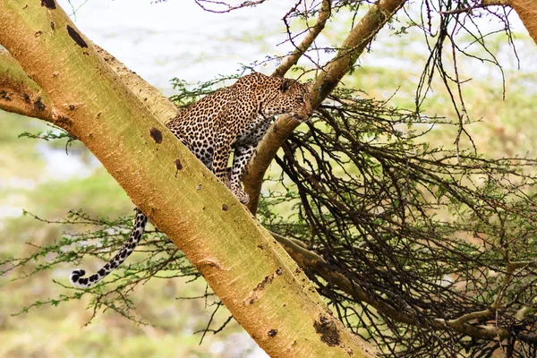 Leopard aşteaptă pradă. Ambuscadă. Pe copac. Kenya — Fotografie, imagine de stoc