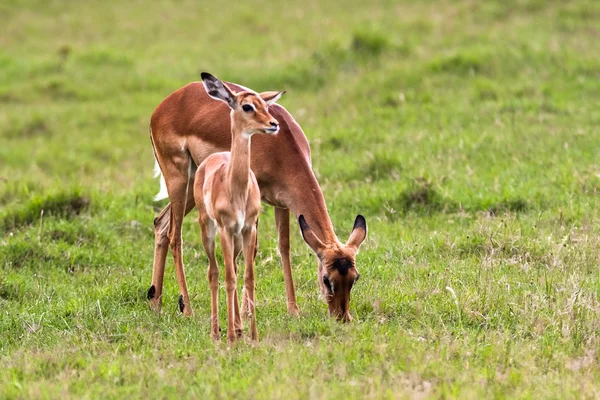 Impala bir bebekle. Nakuru, Kenya