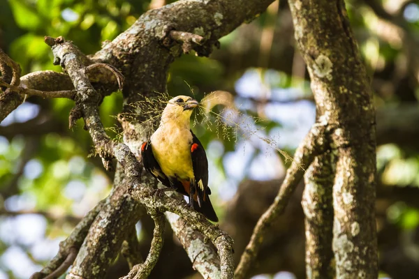 Pasăre galbenă pe un copac. Hangbird. Tarangire, Tanzania — Fotografie, imagine de stoc