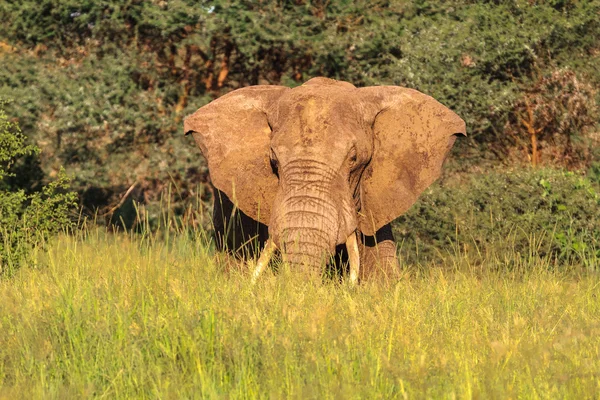 Riesenboss. roter Elefant aus Tarangane. tanzanya, afrika — Stockfoto