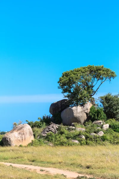 나무는 바위에 성장한다. 세렝게티의 사바나. 아프리카 — 스톡 사진