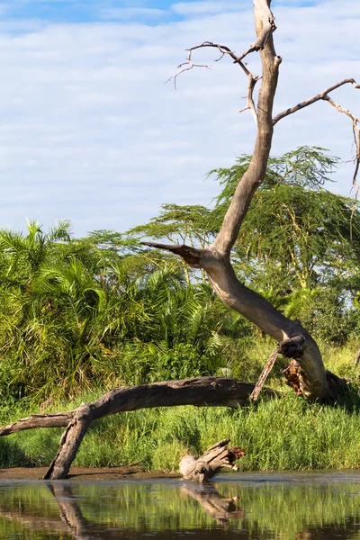 Kuru ağaç su üstünde. Serengeti, Tanzanya — Stok fotoğraf