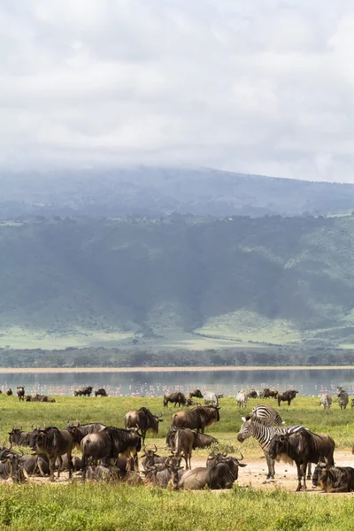 Χαμένος παράδεισος Ngorongoro. Tanzanya, Αφρική — Φωτογραφία Αρχείου