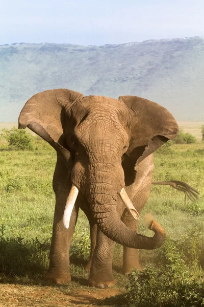 Elephant. Old and angry. NgoroNgoro, Africa. — Stock Photo, Image