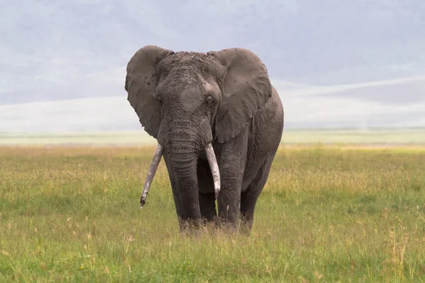 Yalnız fil. Yaşlı büyük fil. Ngorongoro Krateri, Tanzanya. — Stok fotoğraf