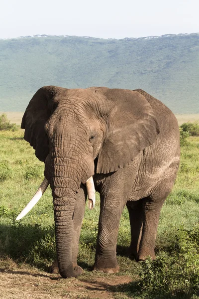 Old elephant. Very big animal. NgoroNgoro crater, Tanzania — Stock Photo, Image