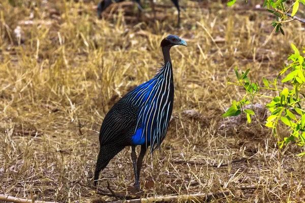 Păsări de Guineea. Pasăre albastră din Kenya. Africa — Fotografie, imagine de stoc