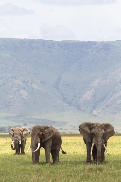 Üç arkadaş. Kraterden eski elefants. Ngorongoro, Tanzanya.
