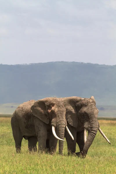 İki arkadaş. Kraterden eski elefants. Ngorongoro, Tanzanya.