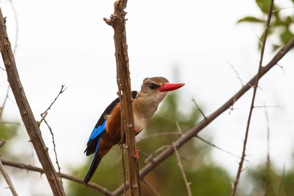 Pasăre colorată pasăre kingfisher. Kenya, Africa — Fotografie, imagine de stoc