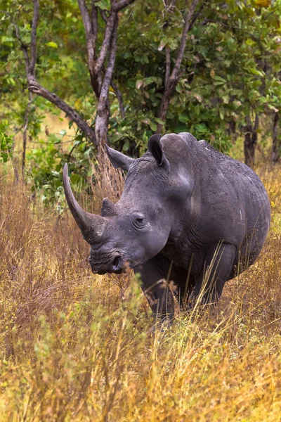 매우 큰 코뿔소. 메루 공원, 케냐 — 스톡 사진