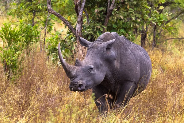 Stor vit noshörning. Meru Park, Kenya — Stockfoto