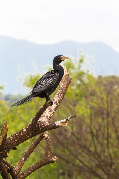 Portretul cormoranului. Baringo, Kenya — Fotografie, imagine de stoc