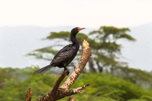 Portretul cormoranului. Lacul Baringo, Kenya — Fotografie, imagine de stoc