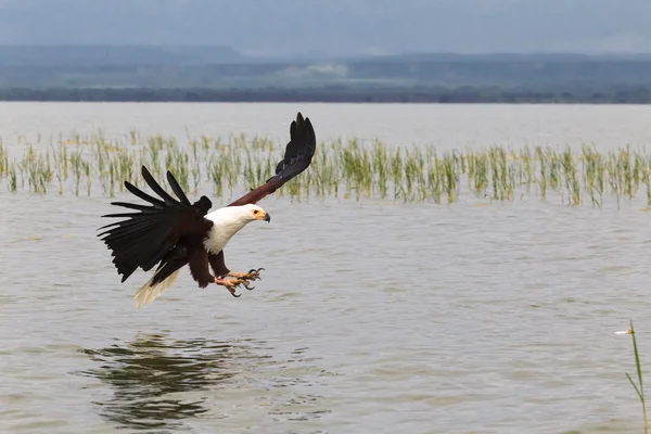 Eagle Fisher. Sjön Baringo. Kenya, Afrika — Stockfoto