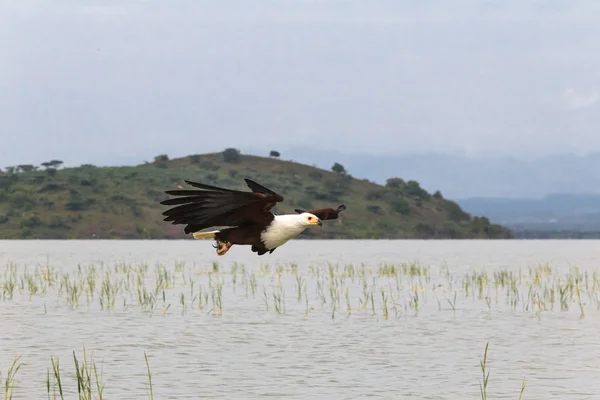 Ο Φίσερ στη λίμνη. Αετός. Μπάινγκο Λέικ, Κένυα — Φωτογραφία Αρχείου
