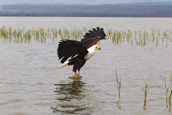 Eagle fiskare. Eagle från sjön Baringo. Kenya, Afrika — Stockfoto