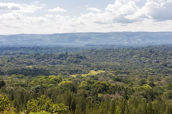 Groot bos in Kenia. Kakamega, Kenia — Stockfoto